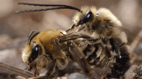 Bee porn. Things To Know About Bee porn. 